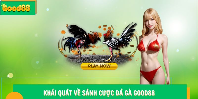 Đá gà Good88 - Đấu Trường Chọi Kê Trực Tuyến Đẳng Cấp 5 Khái quát về sảnh cược đá gà Good88